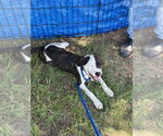 Small #3 English Foxhound-Retriever  Mix