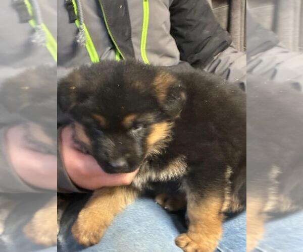 Medium Photo #2 German Shepherd Dog Puppy For Sale in GREENWOOD, WI, USA