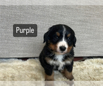 Puppy purple Bernese Mountain Dog
