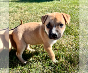 Boxer-Mountain Cur Mix Dogs for adoption in Brooklyn Center, MN, USA