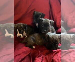 Bull Terrier-Bullmastiff Mix Puppy for sale in DENVER, CO, USA