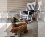 Small Photo #12 Goldendoodle (Miniature) Puppy For Sale in STELLA, NC, USA