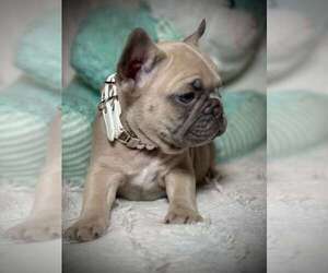 French Bulldog Dogs for adoption in SAN MATEO, CA, USA