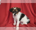 Texas - Male Yorkipoo Puppy for Sale - Photo #2