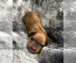Dachshund Puppy for Sale in LIBERTY HILL, Texas USA