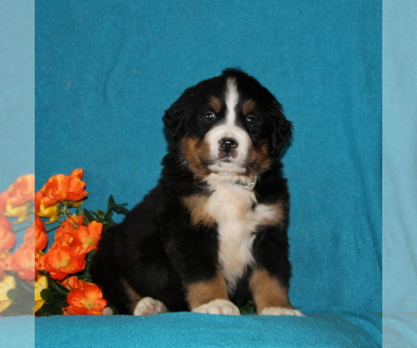 Medium Photo #1 Bernese Mountain Dog Puppy For Sale in COCHRANVILLE, PA, USA