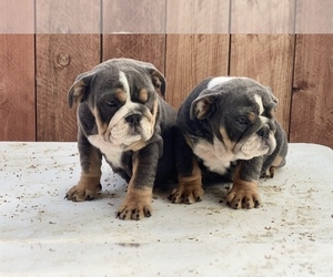 Medium English Bulldog