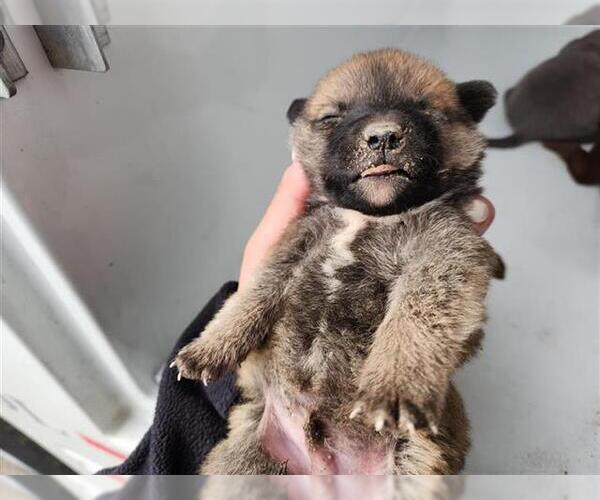 Medium Photo #1 Staffordshire Bull Terrier-Unknown Mix Puppy For Sale in Houston, TX, USA