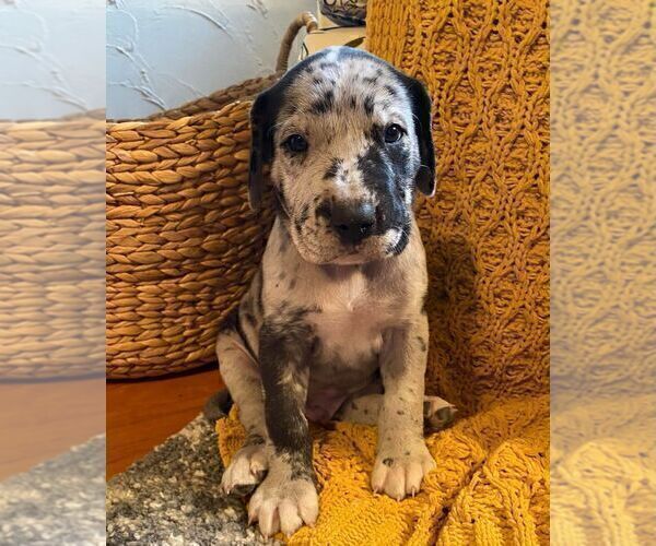 Medium Photo #1 Great Dane Puppy For Sale in YELLVILLE, AR, USA