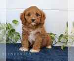 Small #2 Cavapoo