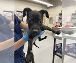 Small #1 Labrador Retriever Mix