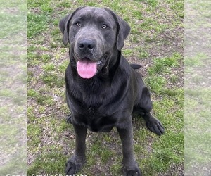 Father of the Labrador Retriever puppies born on 04/25/2026