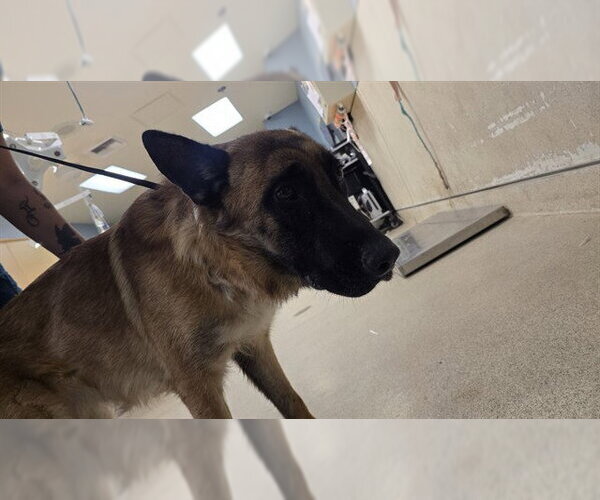 Medium Photo #1 German Shepherd Dog Puppy For Sale in Riverside, CA, USA