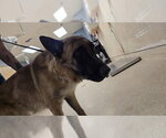 Small German Shepherd Dog