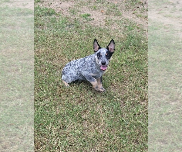 Medium Photo #1 Australian Cattle Dog Puppy For Sale in PIKEVILLE, NC, USA