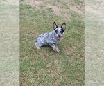 Small Photo #1 Australian Cattle Dog Puppy For Sale in PIKEVILLE, NC, USA
