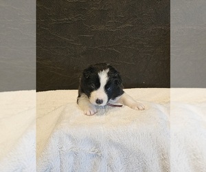 Medium Border Collie