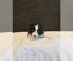 Puppy Red Border Collie