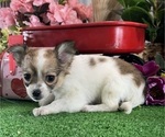 Small #2 Chihuahua