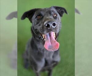 Labrador Retriever Dogs for adoption in Woodland, CA, USA