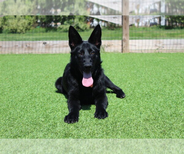Medium Photo #4 German Shepherd Dog-Unknown Mix Puppy For Sale in Chestertown, MD, USA