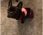 Small Photo #75 French Bulldog Puppy For Sale in LAS VEGAS, NV, USA
