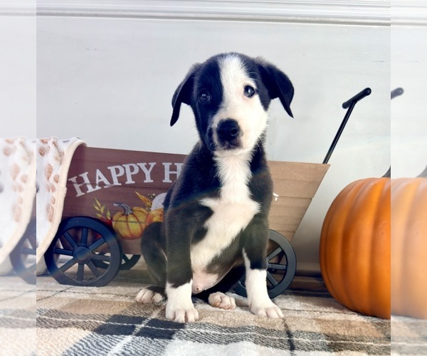 Medium Photo #5 Border Collie Puppy For Sale in GREENFIELD, IN, USA
