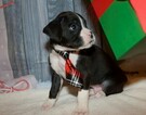 Small Photo #52 Boxer Puppy For Sale in CHILHOWEE, MO, USA