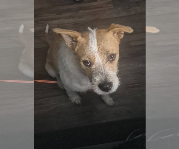 Medium Photo #3 Mutt Puppy For Sale in pomfret, CT, USA