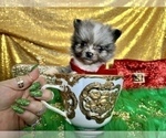 Small Photo #27 Pomeranian Puppy For Sale in HAYWARD, CA, USA