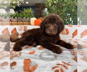Labradoodle Puppy for sale in GREENFIELD, IN, USA