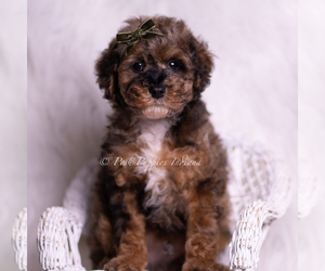 Medium Poodle (Toy)