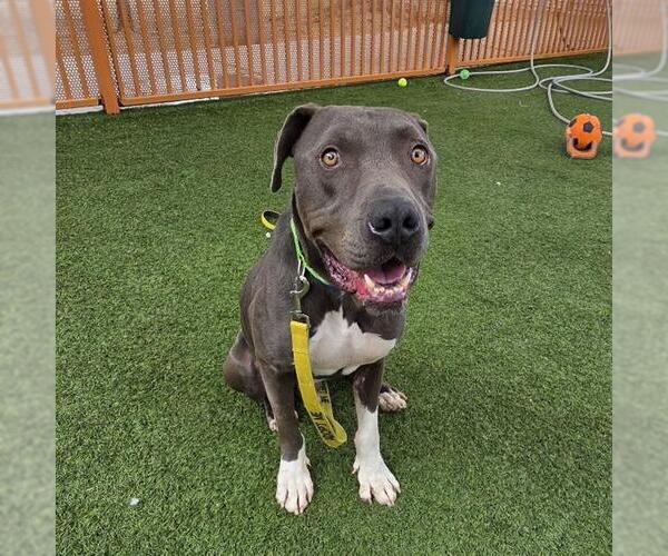 Medium Photo #1 Mutt Puppy For Sale in Las Vegas, NV, USA