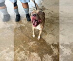 Small #3 Mutt