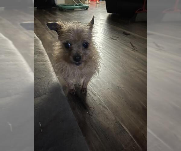 Medium Photo #1 Chihuahua Puppy For Sale in San Antonio, TX, USA