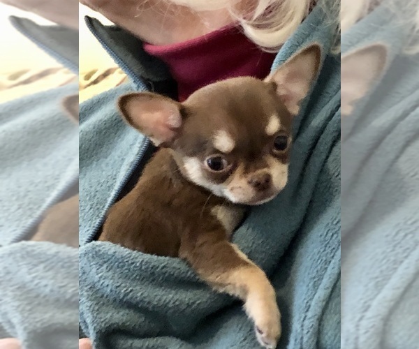 Medium Photo #4 Chihuahua Puppy For Sale in NEWVILLE, PA, USA