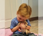 Small Photo #4 Golden Retriever Puppy For Sale in CHINO HILLS, CA, USA