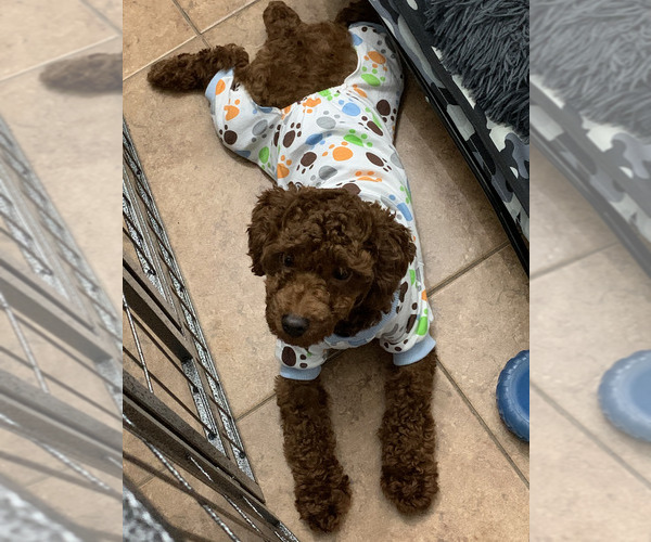 Medium Photo #1 Poodle (Toy) Puppy For Sale in CORAL SPRINGS, FL, USA