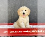 Small #5 Goldendoodle