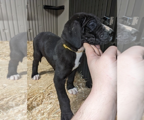 View Ad Great Dane Litter of Puppies for Sale near Washington, PORT