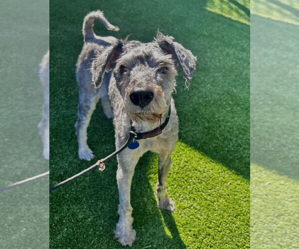 Medium Photo #2 - Mix Puppy For Sale in Salinas, CA, USA