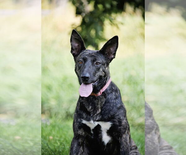 Medium Photo #9 Holland Shepherd-Unknown Mix Puppy For Sale in Sandy, UT, USA