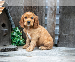 Cocker Spaniel Litter for sale in SHREVE, OH, USA
