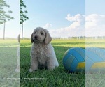 Small Photo #1 Australian Labradoodle Puppy For Sale in WACO, TX, USA