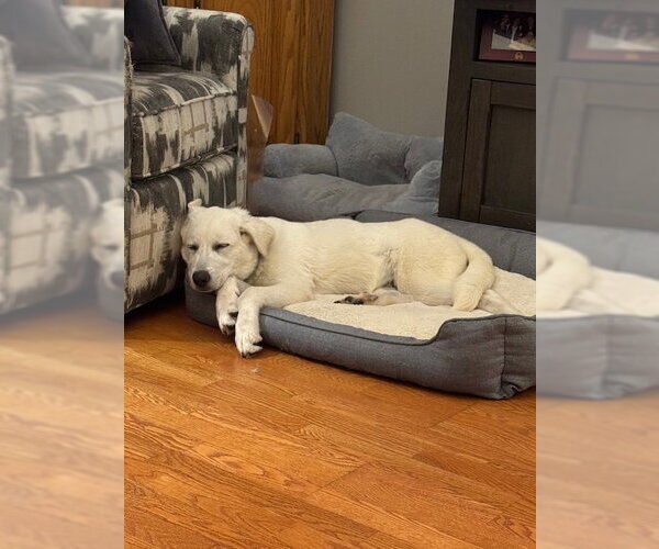 Medium Photo #4 Pyrenees Husky Puppy For Sale in Princeton, MN, USA