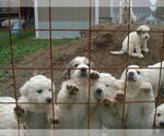 Small #3 Great Pyrenees