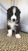 Small Photo #11 Pomsky Puppy For Sale in MIDDLETOWN, OH, USA