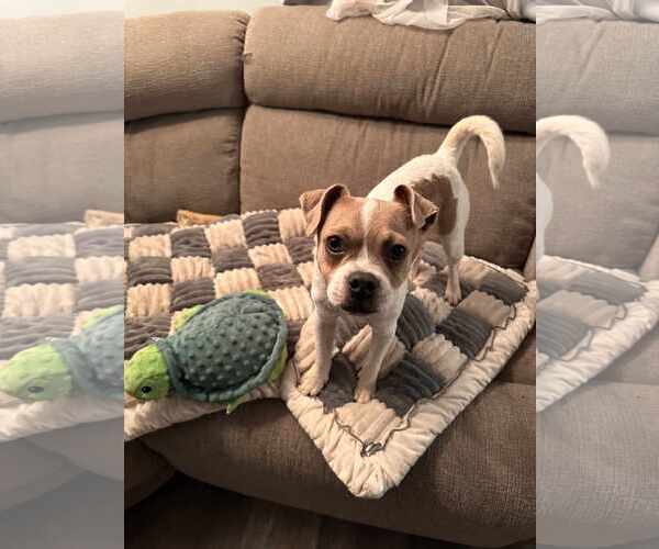 Medium Photo #4 Pug-Unknown Mix Puppy For Sale in Sheboygan, WI, USA