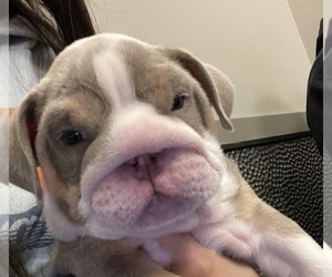 English Bulldog Puppy for sale in LAS VEGAS, NV, USA