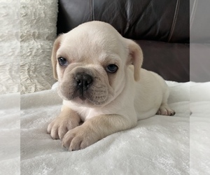 French Bulldog Puppy for sale in JOHNS ISLAND, SC, USA